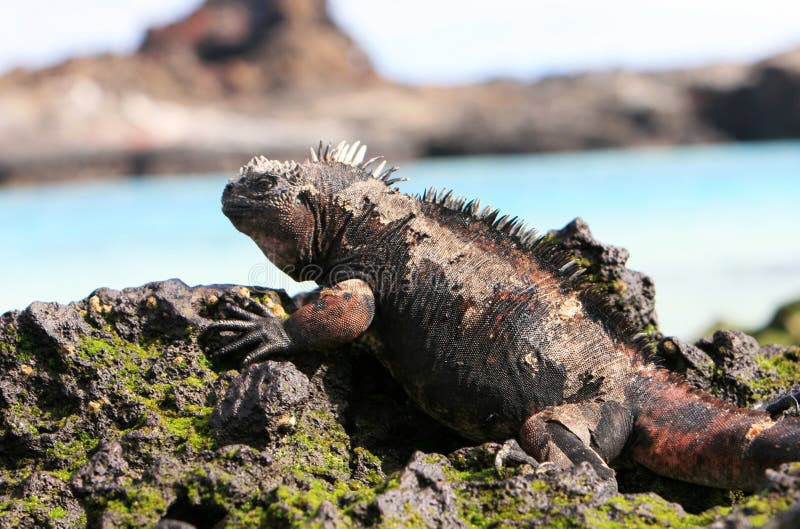 Galapagos Marine Iguana