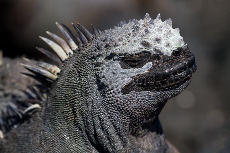 Galapagos Marine Iguana immagini stock Galapagos Marine Iguana immagini stock