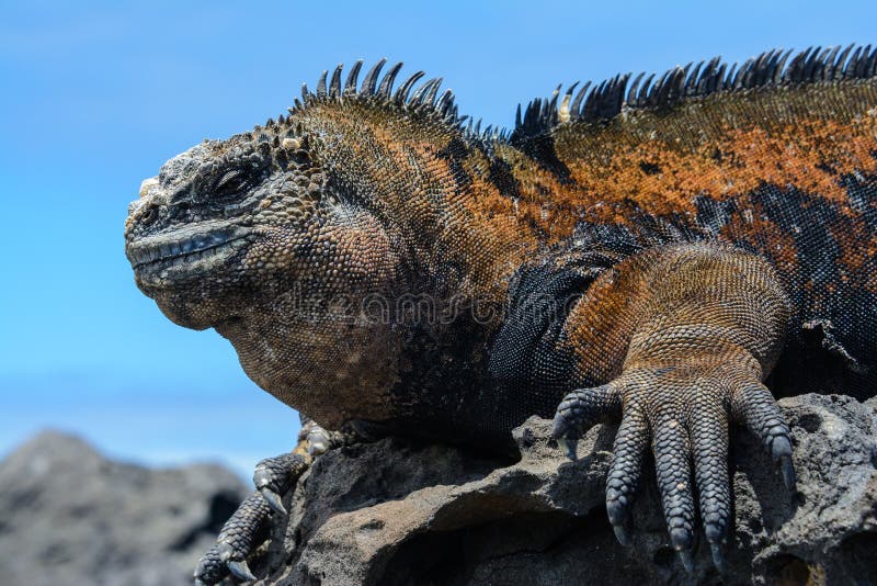 Galapagos marine iguana, San Cristobal island, Ecuador