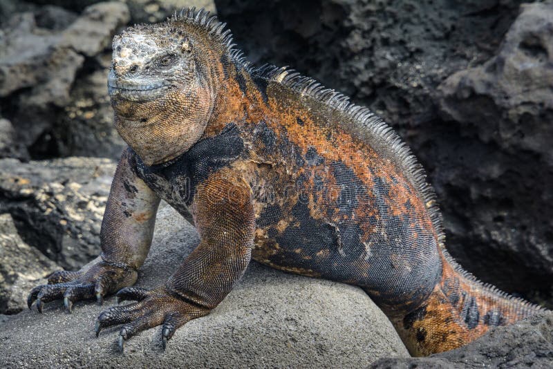 Galapagos marine iguana, San Cristobal island, Ecuador