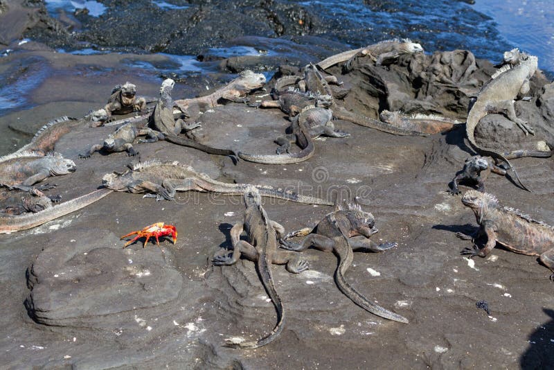 Galapagos Marine Iguanas Amblyrhynchus cristatus with a Sally Lightfoot Crab on lava rock, Galapagos Islands