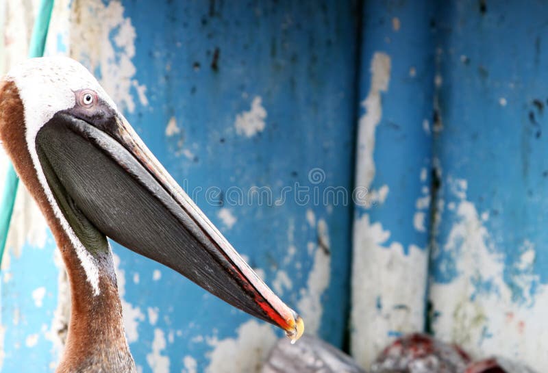 Galapagos Pelican