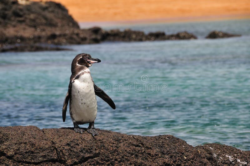 Un minuto galápagos pingüino bastidores sobre el la roca Playa en.