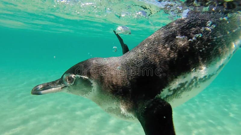 Galapagos penguin κολύμβηση υποβρύχια Galagapos, Ισημερινός