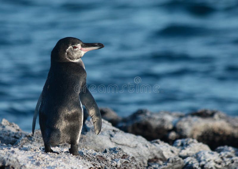 Galapagos Penguin on rocks with back turned overlooking ocean. Galapagos Penguin on rocks with back turned overlooking ocean.