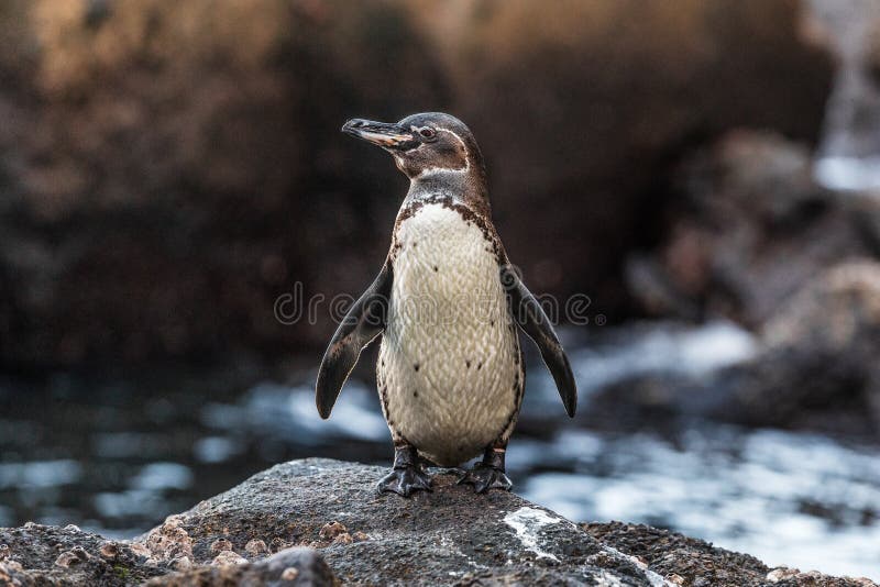 Galapagos Pingwin na wyspach Galapagos stojących na lądzie - gatunki zagrożone