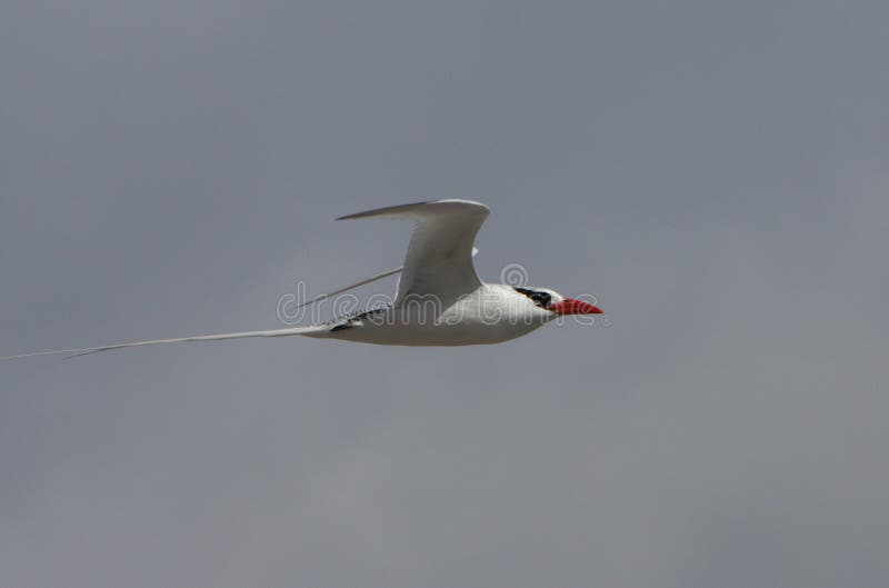 Galapagos rosso-ha fatturato l'uccello tropicale durante il volo fotografie stock libere da diritti Galapagos rosso-ha fatturato l'uccello tropicale durante il volo fotografie stock libere da diritti
