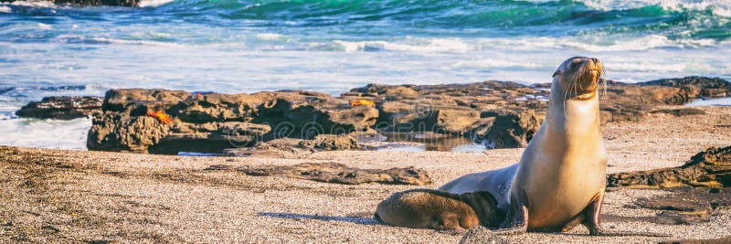 Galapagos Sea Lion in sand lying on beach. Wildlife in nature, animals in natural habitat. Panoramic banner landscape