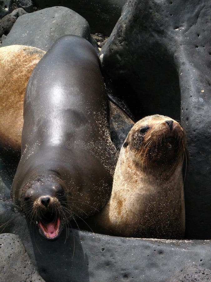 Galapagos sea lions rest