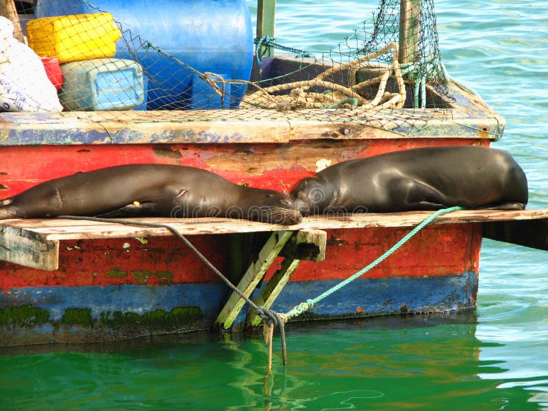 Galapagos sea lions rest on fishing boat