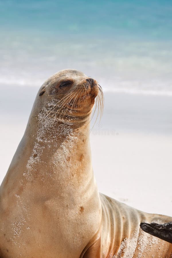 Galapagos sealion poses