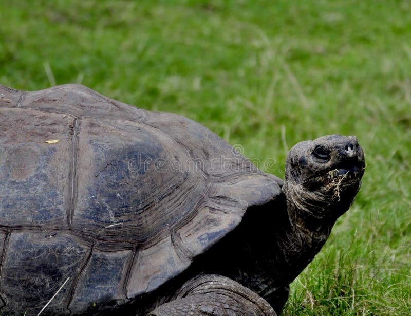 Galapagos Tortoise stock image