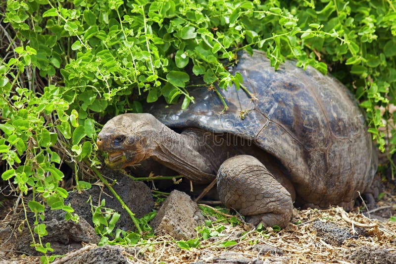 A Galapagos tortoise royalty free stock photos