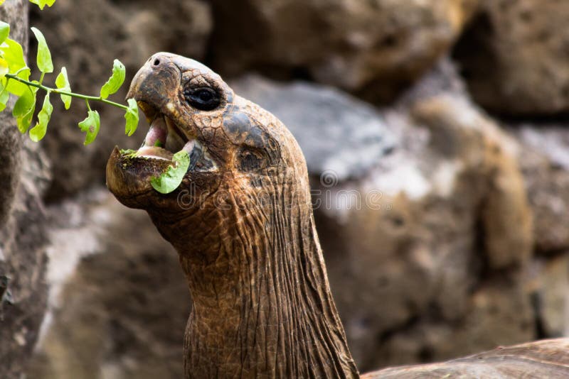 Galapagos Tortoise Eating stock image. Image of foliage 32646821