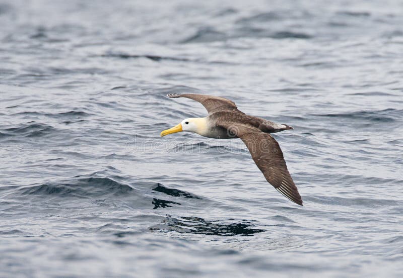 Galapagosalbatros, albatros agitado, irrorata de Phoebastria foto de archivo Galapagosalbatros, albatros agitado, irrorata de Phoebastria foto de archivo