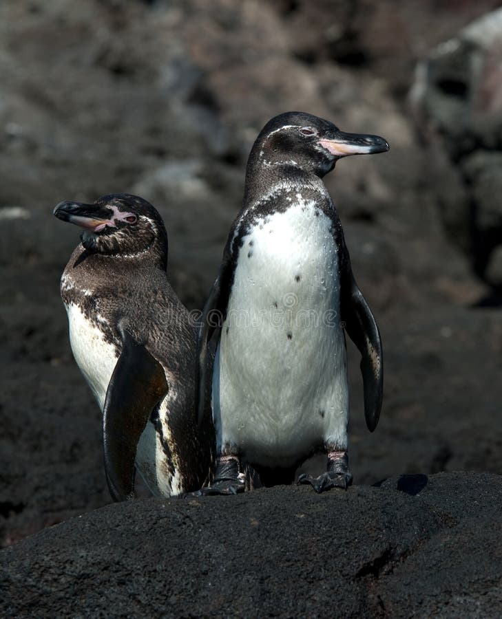 How can we help the galapagos penguin