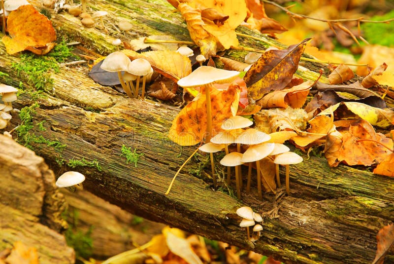 Mycena galericulata in autumn forest. Mycena galericulata in autumn forest