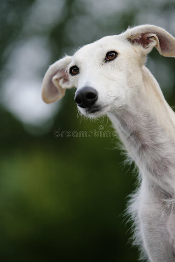 Galgo espanoly