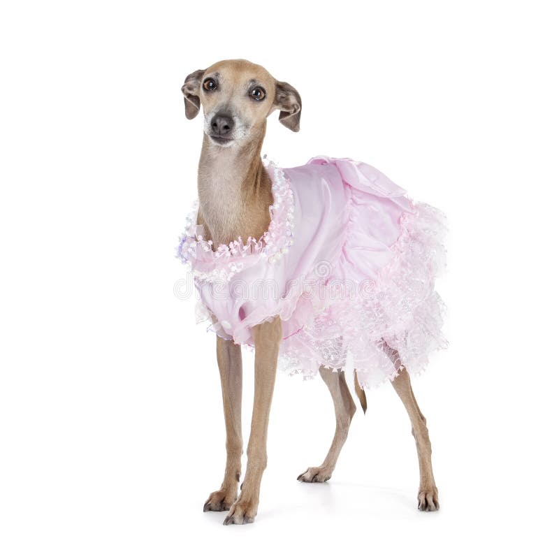 Galgo italiano fotos de stock royalty free