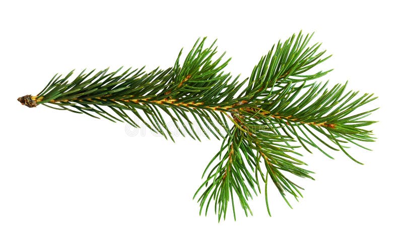Galho da árvore de Natal fotografia de stock Galho da árvore de Natal fotografia de stock