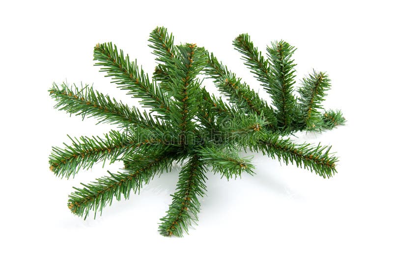 Galho desencapado da árvore de Natal imagem de stock Galho desencapado da árvore de Natal imagem de stock