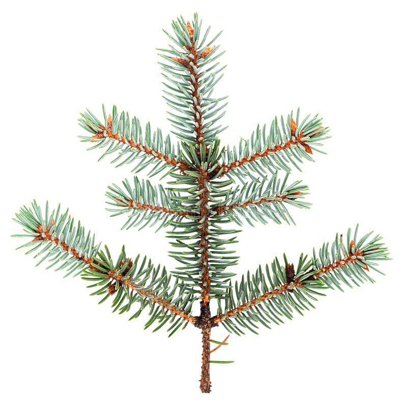 Galho spruce azul fotos de stock Galho spruce azul fotos de stock
