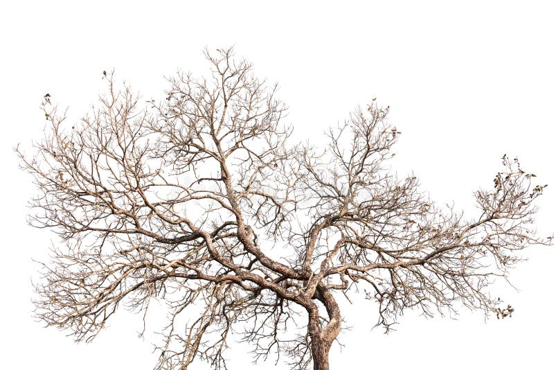 Ramos de árvores com troncos e ramos nus fotografia de stock royalty free