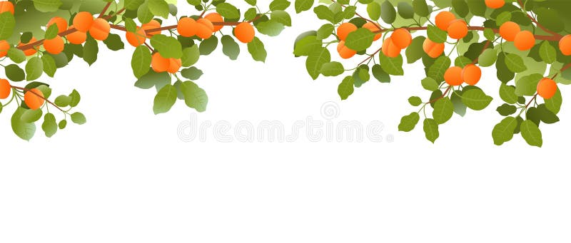 Fruta de damasco, planta de vetor de desenho animado de jardim maduro