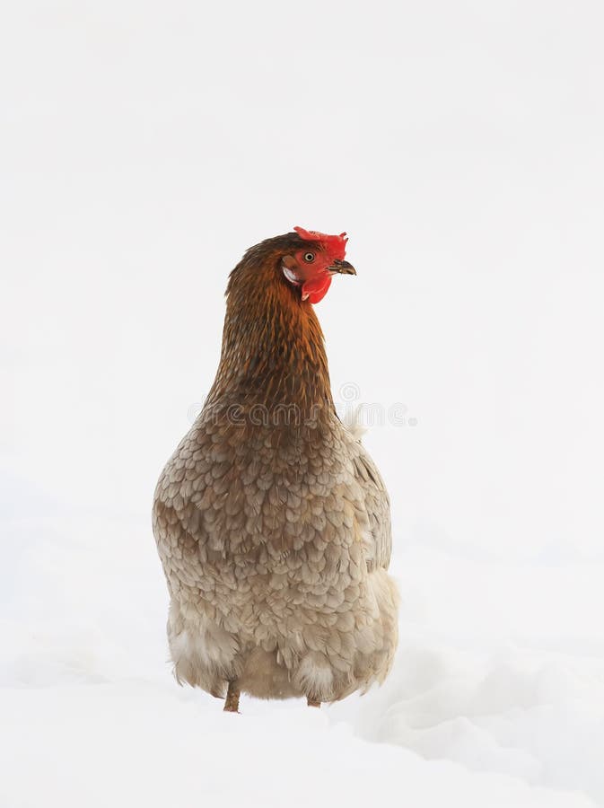 a galinha anda no inverno e na neve branca foto de stock royalty free a galinha anda no inverno e na neve branca foto de stock royalty free