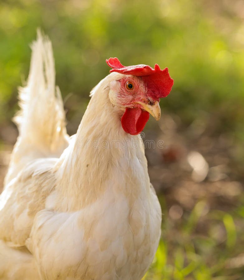 Retrato De Frango Branco Grande Frango Brava Galinha Linda Galinha Brava  Galinha Brava Com Grande Galinha Vermelha Coberto Prado Foto de Stock -  Imagem de torneira, livre: 201427036