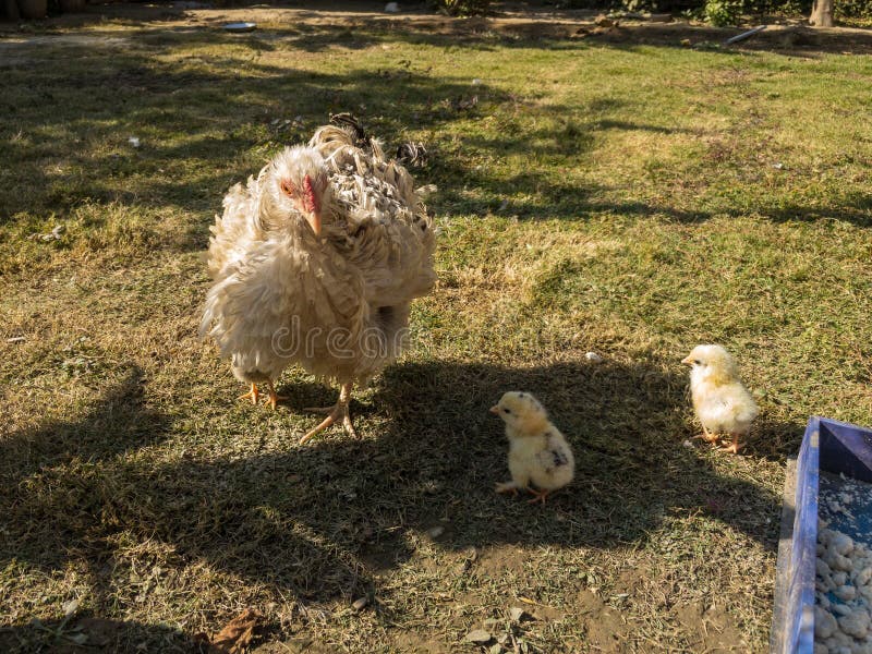 33,414 Fotos de Stock de Galinha Em Uma Horta - Fotos de Stock Gratuitas e  Sem Fidelização a partir da Dreamstime - Página 81