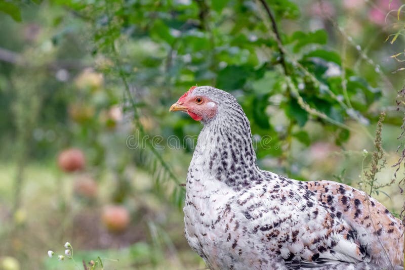 33,414 Fotos de Stock de Galinha Em Uma Horta - Fotos de Stock Gratuitas e  Sem Fidelização a partir da Dreamstime - Página 81