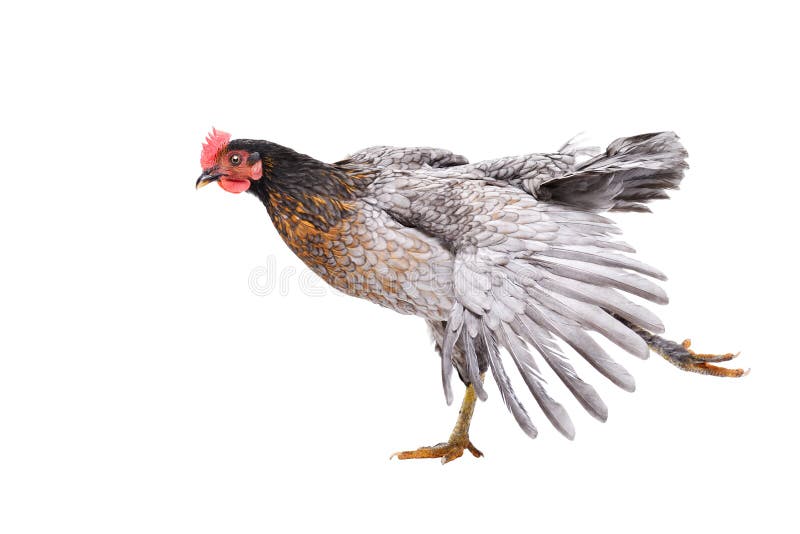 Galinha cinzenta na pose incomum fotografia de stock royalty free Galinha cinzenta na pose incomum fotografia de stock royalty free