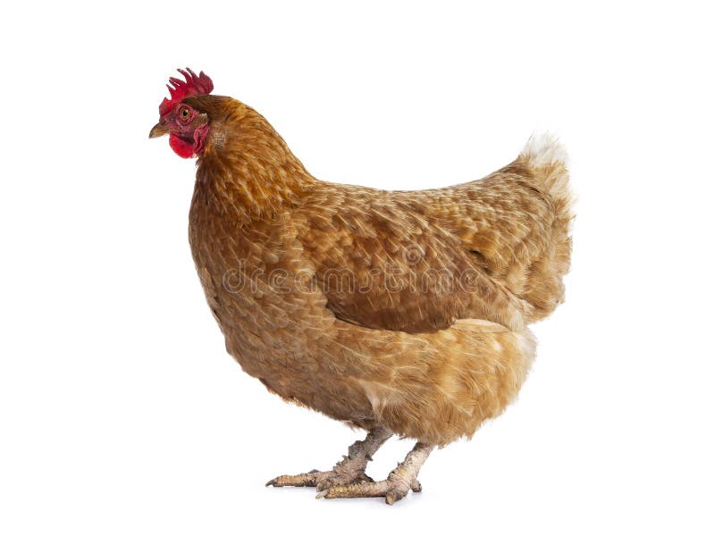 Retrato De Frango Branco Grande Frango Brava Galinha Linda Galinha Brava  Galinha Brava Com Grande Galinha Vermelha Coberto Prado Foto de Stock -  Imagem de torneira, livre: 201427036