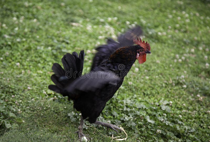 Posição Do Galo Das Aves Domésticas E Gritar Imagem de Stock - Imagem de  colorido, doméstico: 73204213