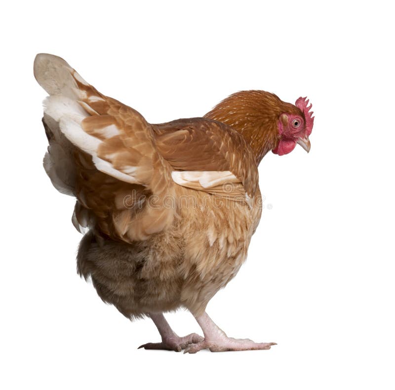 Retrato De Frango Branco Grande Frango Brava Galinha Linda Galinha Brava  Galinha Brava Com Grande Galinha Vermelha Coberto Prado Foto de Stock -  Imagem de pena, orgânico: 206664044