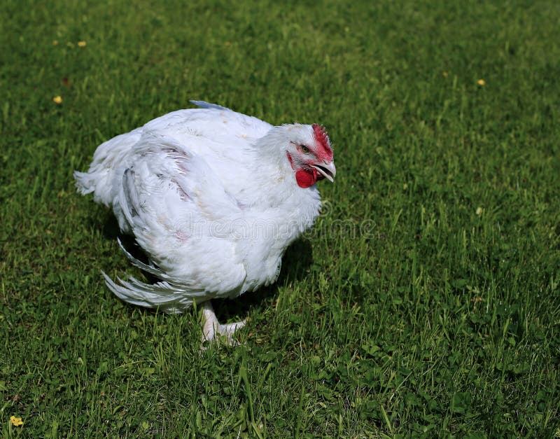 Galinha de grelha em um gramado verde imagem de stock Galinha de grelha em um gramado verde imagem de stock