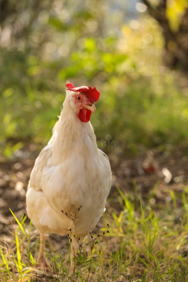 Retrato De Frango Branco Grande Frango Brava Galinha Linda Galinha Brava  Galinha Brava Com Grande Galinha Vermelha Coberto Prado Foto de Stock -  Imagem de torneira, livre: 201427036