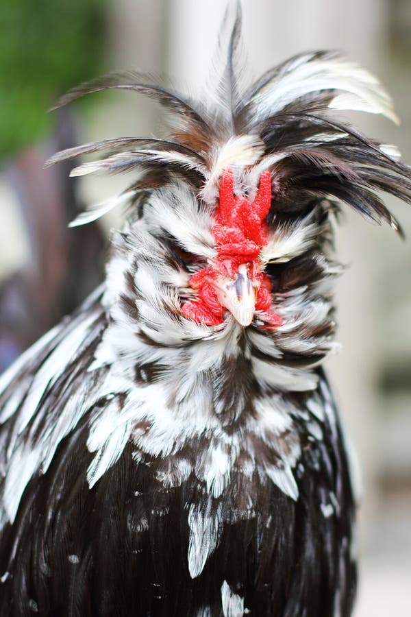 Retrato De Frango Branco Grande Frango Brava Galinha Linda Galinha Brava  Galinha Brava Com Grande Galinha Vermelha Coberto Prado Foto de Stock -  Imagem de torneira, livre: 201427036