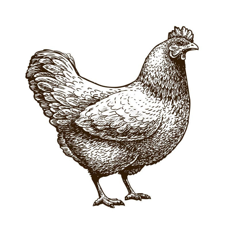 Galinha desenhado à mão, galinha Aves domésticas, grelha, animal de exploração agrícola Ilustração do vetor do esboço do vintage Galinha desenhado à mão, galinha Aves domésticas, grelha, animal de exploração agrícola Ilustração do vetor do esboço do vintage