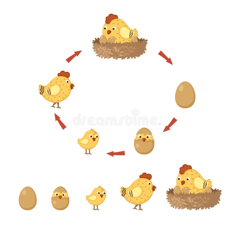 Galinha do ciclo ilustração royalty free Galinha do ciclo ilustração royalty free
