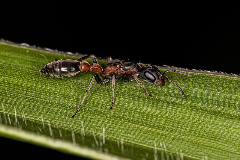 Formiga Fêmea Adulta da Espécie Pseudomyrmex foto de stock royalty free