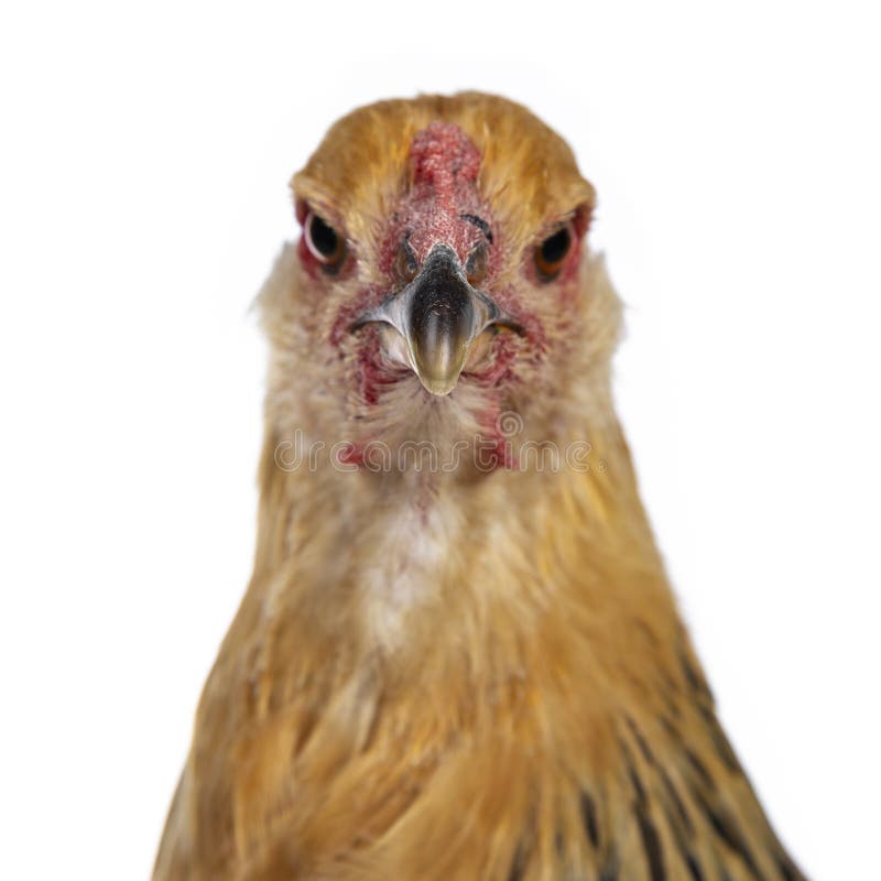 Retrato De Frango Branco Grande Frango Brava Galinha Linda Galinha Brava  Galinha Brava Com Grande Galinha Vermelha Coberto Prado Foto de Stock -  Imagem de torneira, livre: 201427036