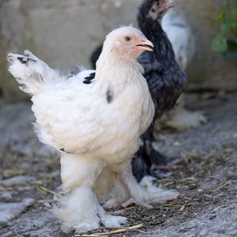 Retrato De Frango Branco Grande Frango Brava Galinha Linda Galinha Brava  Galinha Brava Com Grande Galinha Vermelha Coberto Prado Foto de Stock -  Imagem de pena, orgânico: 206664044