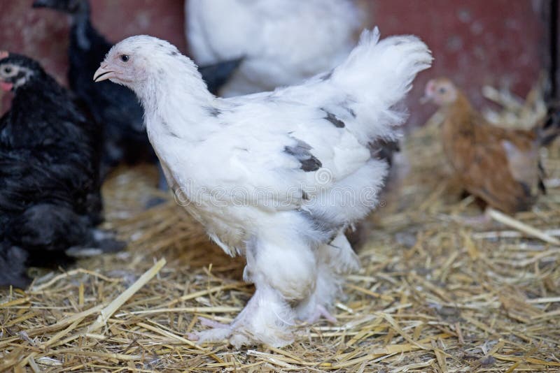 Retrato De Frango Branco Grande Frango Brava Galinha Linda Galinha Brava  Galinha Brava Com Grande Galinha Vermelha Coberto Prado Foto de Stock -  Imagem de torneira, livre: 201427036