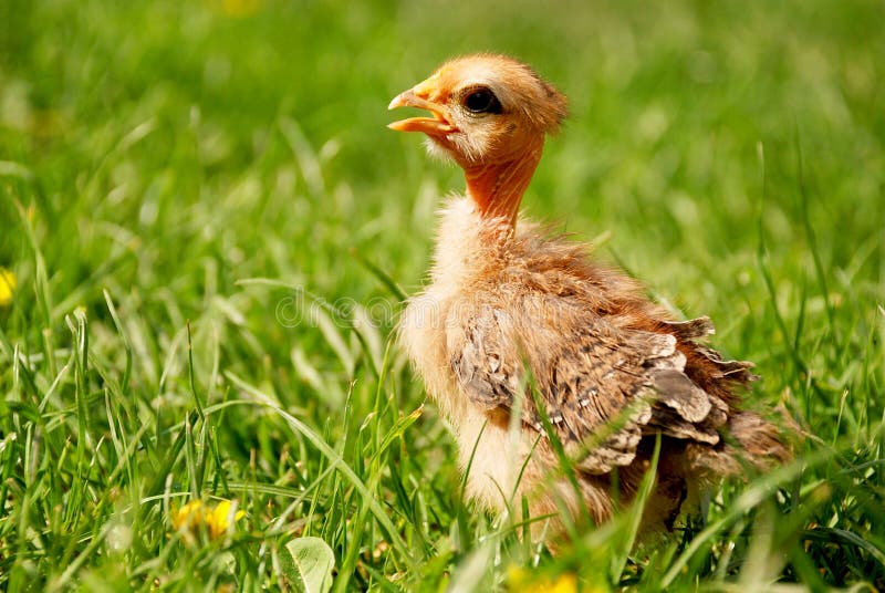 Crying little chicken lost by his mother, sitting on green grass in a sunny spring day. Crying little chicken lost by his mother, sitting on green grass in a sunny spring day