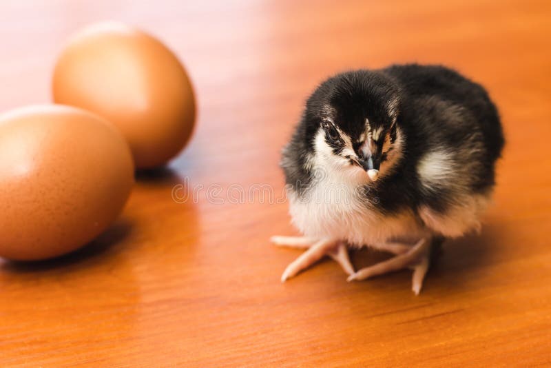 Galinha preto e branco pequena e dois ovos da galinha em uma superfície de madeira imagens de stock Galinha preto e branco pequena e dois ovos da galinha em uma superfície de madeira imagens de stock