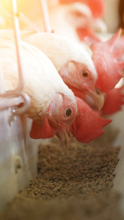 Galinhas brancas que bicam a alimentação composta na exploração avícola, indústria, sol foto de stock Galinhas brancas que bicam a alimentação composta na exploração avícola, indústria, sol foto de stock