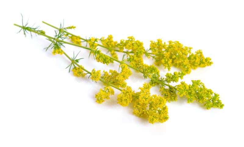 Galium verum, lady`s bedstraw or yellow bedstraw.