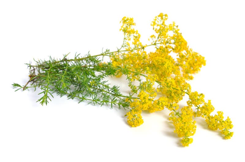 Galium verum, lady`s bedstraw or yellow bedstraw. Isolated on white.